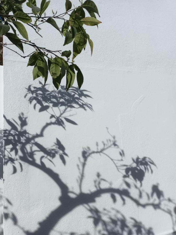 Casa Morais Pinto Reguengos de Monsaraz Exterior foto